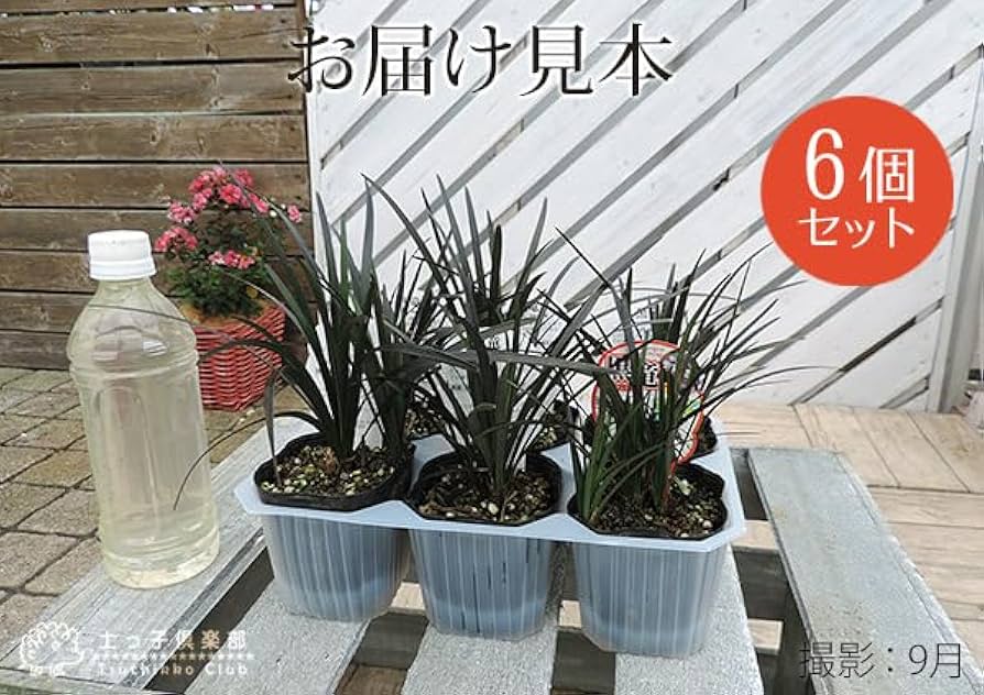 Amazon.co.jp: リュウノヒゲ 『 黒竜 （ コクリュウ ） 』 9cm